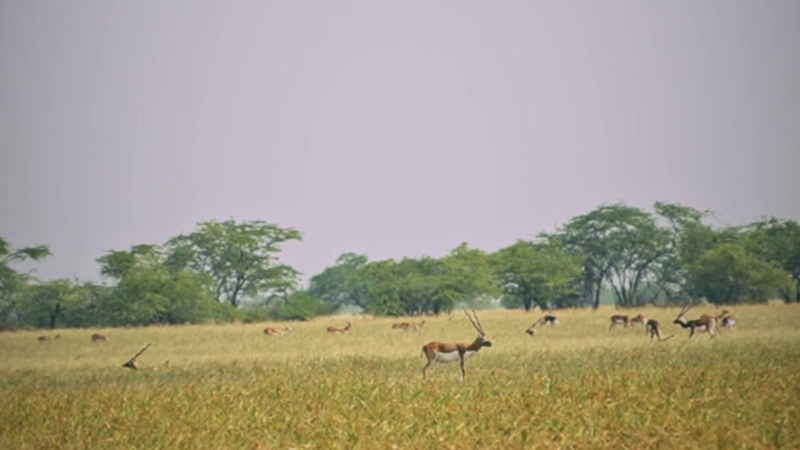BLACK BUCK SAFARI
